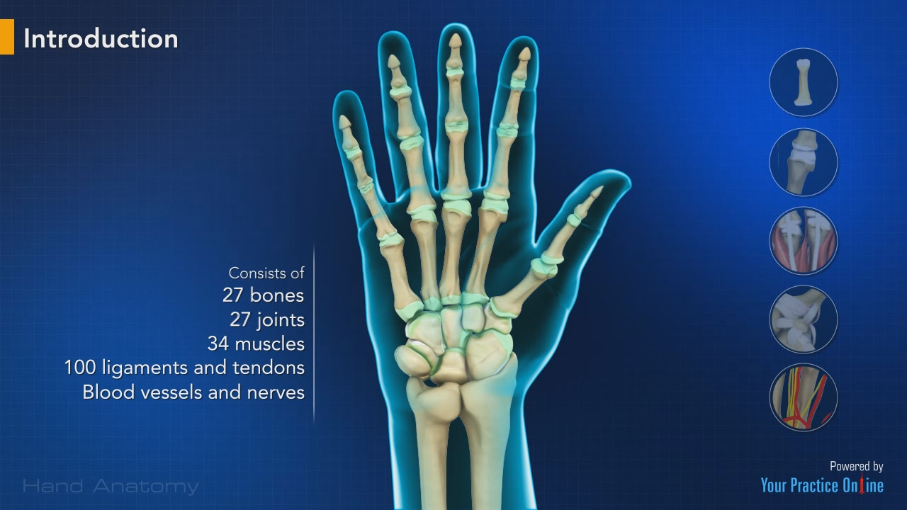 Hand Anatomy Video | Medical Video Library