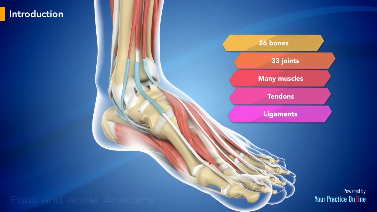 left foot anatomy bones